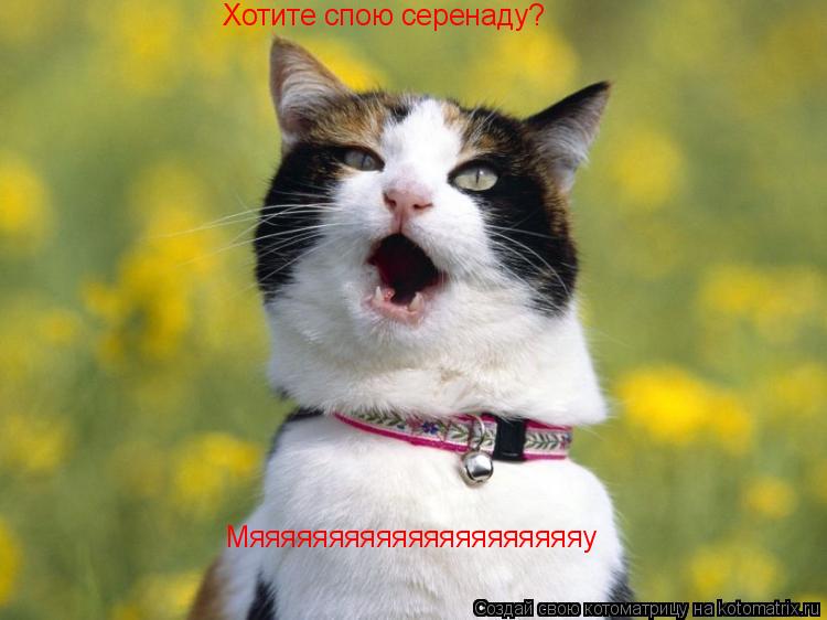 Хотите спою серенаду? Мяяяяяяяяяяяяяяяяяяяяяу... Котоматрица: Хотите спою серенаду? Мяяяяяяяяяяяяяяяяяяяяяу