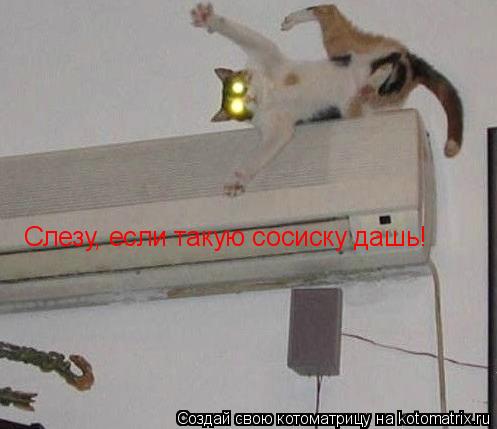 Слезу, если такую сосиску дашь!... Котоматрица: Слезу, если такую сосиску дашь!
