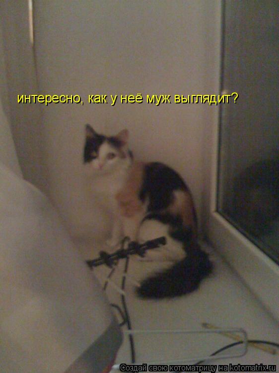 интересно, как у неё муж выглядит?... Котоматрица: интересно, как у неё муж выглядит?