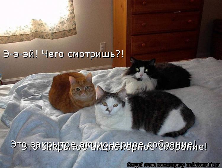 Э-э-эй! Чего смотришь?! Это закрытое акционерное собрание! Это закрытое акционерное собрание!... Котоматрица: Э-э-эй! Чего смотришь?! Это закрытое акционерное собрание! Это закрытое акционерное собрание!
