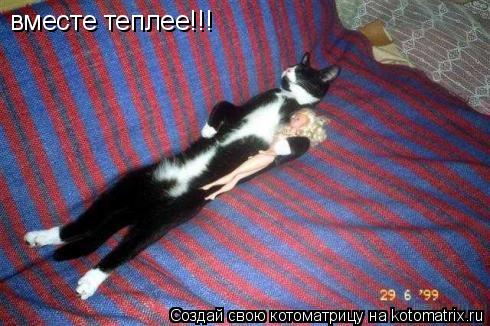 вместе теплее!!!... Котоматрица: вместе теплее!!!