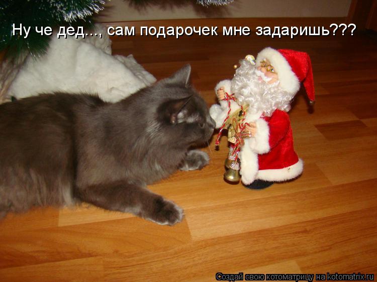 Ну че дед..., сам подарочек мне задаришь???... Котоматрица: Ну че дед..., сам подарочек мне задаришь???