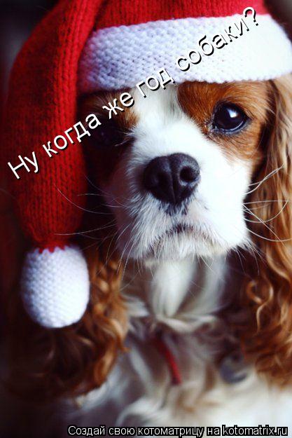 Ну когда же год собаки?... Котоматрица: Ну когда же год собаки?