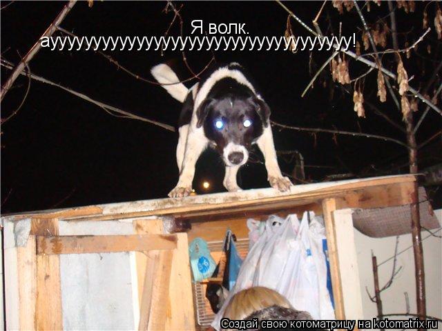 Я волк. аууууууууууууууууууууууууууууууууууу!... Котоматрица: Я волк. аууууууууууууууууууууууууууууууууууу!