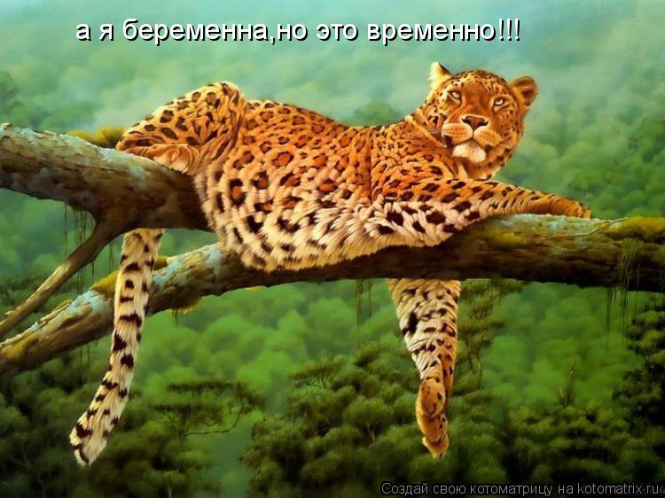 а я беременна,но это временно!!!... Котоматрица: а я беременна,но это временно!!!