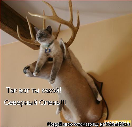 Так вот ты какой! Северный Олень!!!... Котоматрица: Так вот ты какой! Северный Олень!!!