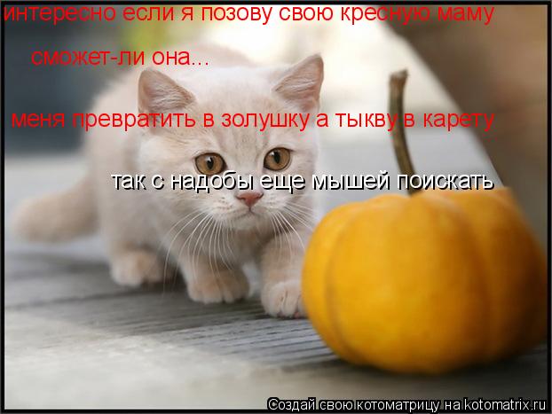 интересно если я позову свою кресную маму сможет-ли она... меня превратить в золушку а тыкву в карету... Котоматрица: интересно если я позову свою кресную маму сможет-ли она... меня превратить в золушку а тыкву в карету так с надобы еще мышей поискать