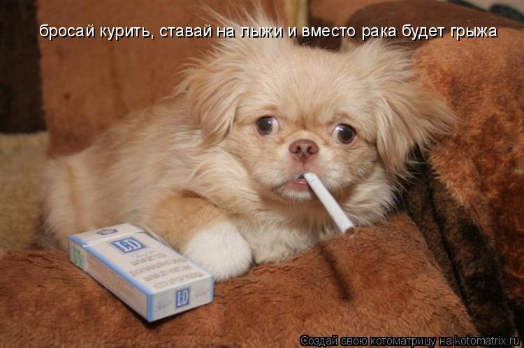 бросай курить, ставай на лыжи и вместо рака будет грыжа... Котоматрица: бросай курить, ставай на лыжи и вместо рака будет грыжа