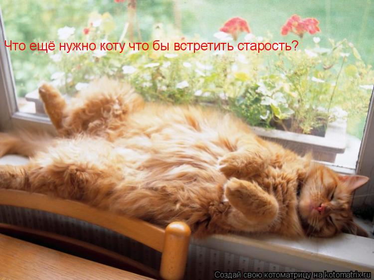 Что ещё нужно коту что бы встретить старость?... Котоматрица: Что ещё нужно коту что бы встретить старость?