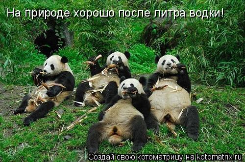 На природе хорошо после литра водки!... Котоматрица: На природе хорошо после литра водки!