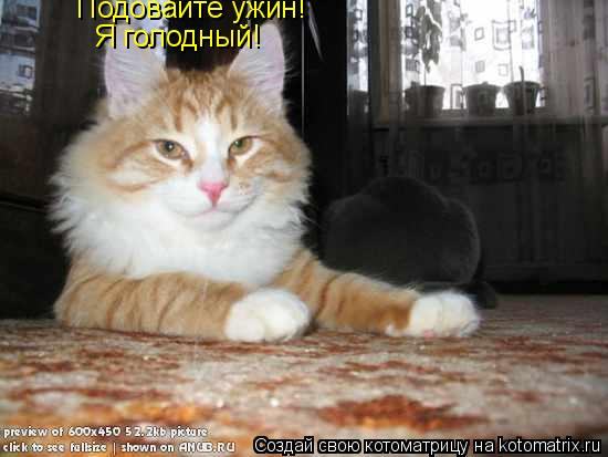 Подовайте ужин! Я голодный!... Котоматрица: Подовайте ужин! Я голодный!