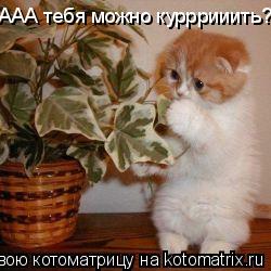 ААА тебя можно курррииить?... Котоматрица: ААА тебя можно курррииить?