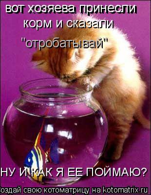 вот хозяева принесли вот хозяева принесли корм и сказали "отробатывай" НУ И КАК Я ЕЕ ПОЙМАЮ?... Котоматрица: вот хозяева принесли вот хозяева принесли корм и сказали "отробатывай" НУ И КАК Я ЕЕ ПОЙМАЮ?