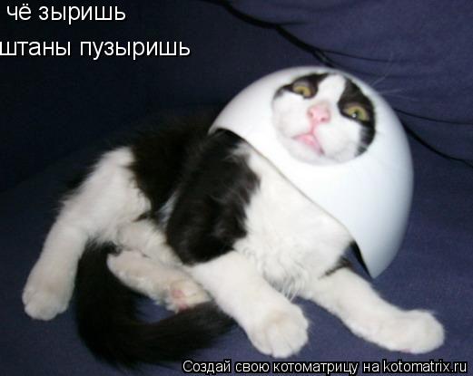 чё зыришь штаны пузыришь... Котоматрица: чё зыришь штаны пузыришь