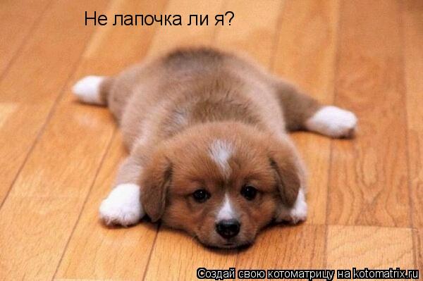 Не лапочка ли я?... Котоматрица: Не лапочка ли я?