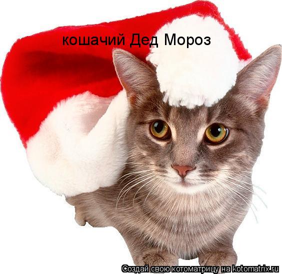 кошачий Дед Мороз... Котоматрица: кошачий Дед Мороз