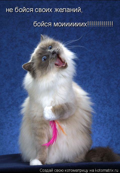 не бойся своих желаний, бойся моиииииих!!!!!!!!!!!!!... Котоматрица: не бойся своих желаний, бойся моиииииих!!!!!!!!!!!!!