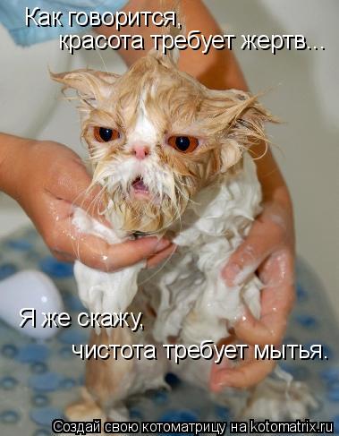 Как говорится, красота требует жертв... Я же скажу, чистота требует мытья.... Котоматрица: Как говорится, красота требует жертв... Я же скажу, чистота требует мытья.