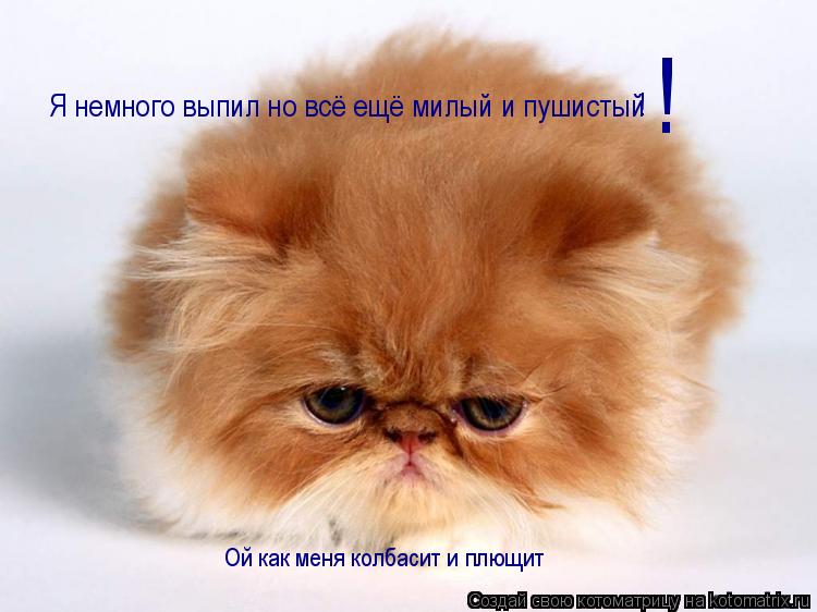 Я немного выпил но всё ещё милый и пушистый ! ! Ой как меня колбасит и плющит... Котоматрица: Я немного выпил но всё ещё милый и пушистый ! ! Ой как меня колбасит и плющит