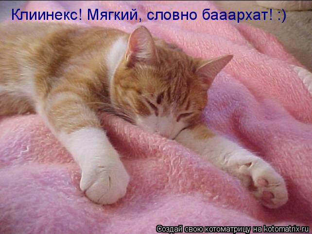 Клиинекс! Мягкий, словно бааархат! :)... Котоматрица: Клиинекс! Мягкий, словно бааархат! :)