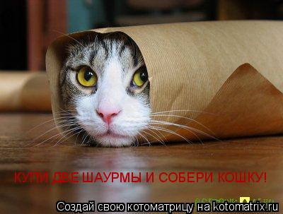 КУПИ ДВЕ ШАУРМЫ И СОБЕРИ КОШКУ!... Котоматрица: КУПИ ДВЕ ШАУРМЫ И СОБЕРИ КОШКУ!