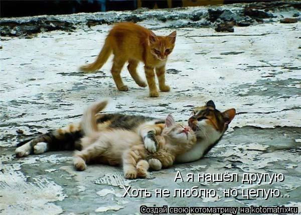 А я нашёл другую Хоть не люблю, но целую...... Котоматрица: А я нашёл другую Хоть не люблю, но целую...