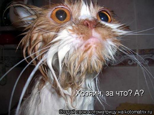 Хозяин, за что? А?... Котоматрица: Хозяин, за что? А?