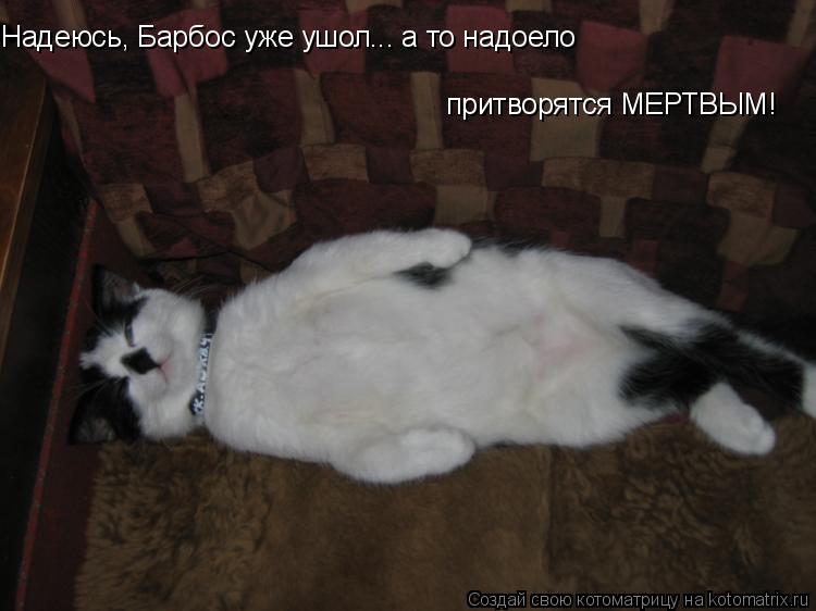 Надеюсь, Барбос уже ушол... а то надоело притворятся МЕРТВЫМ!... Котоматрица: Надеюсь, Барбос уже ушол... а то надоело притворятся МЕРТВЫМ!