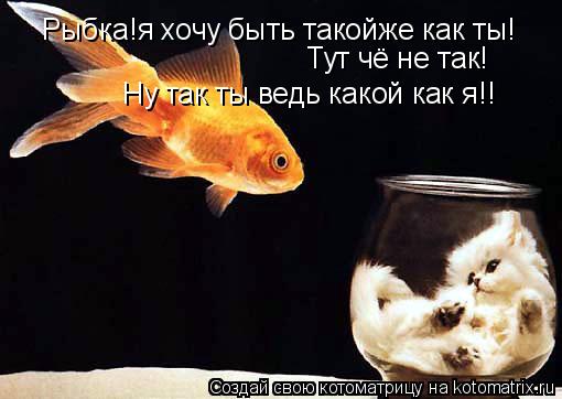 Рыбка!я хочу быть такойже как ты! Тут чё не так! Ну так ты ведь какой как я!!... Котоматрица: Рыбка!я хочу быть такойже как ты! Тут чё не так! Ну так ты ведь какой как я!!