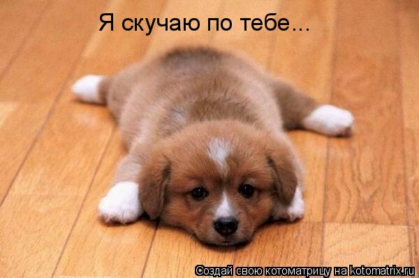 Я скучаю по тебе...... Котоматрица: Я скучаю по тебе...