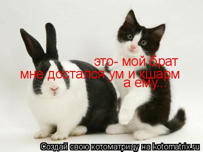это- мой брат мне достался ум и кшарм а ему...... Котоматрица: это- мой брат мне достался ум и кшарм а ему...