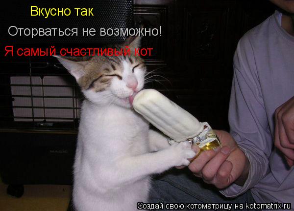 Вкусно так Оторваться не возможно! Я самый счастливый кот... Котоматрица: Вкусно так Оторваться не возможно! Я самый счастливый кот
