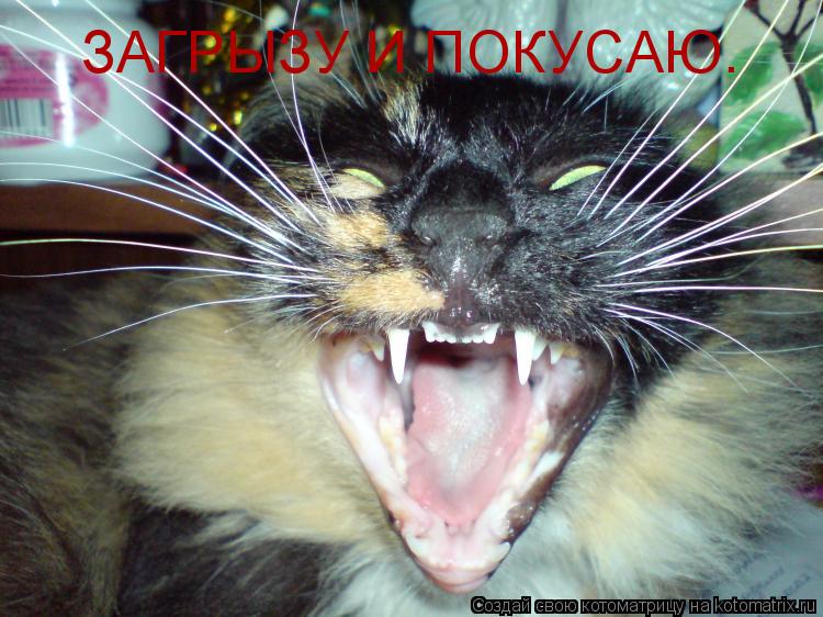ЗАГРЫЗУ И ПОКУСАЮ.... Котоматрица: ЗАГРЫЗУ И ПОКУСАЮ.