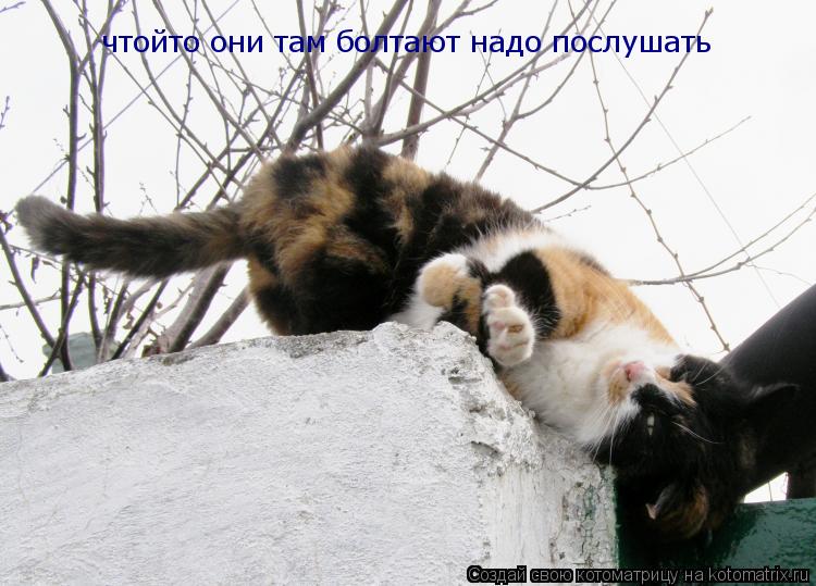 чтойто они там болтают надо послушать... Котоматрица: чтойто они там болтают надо послушать