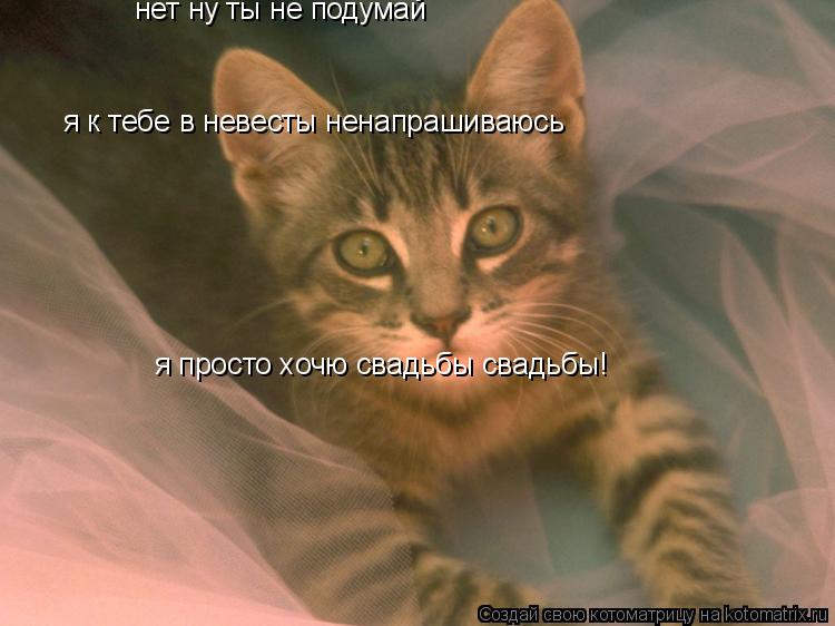 нет ну ты не подумай я к тебе в невесты ненапрашиваюсь я просто хочю свадьбы свадьбы!... Котоматрица: нет ну ты не подумай я к тебе в невесты ненапрашиваюсь я просто хочю свадьбы свадьбы!
