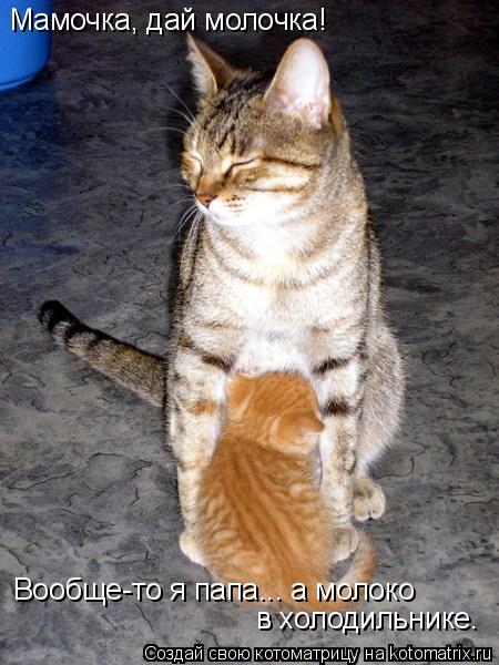 Мамочка, дай молочка! Вообще-то я папа... а молоко в холодильнике.... Котоматрица: Мамочка, дай молочка! Вообще-то я папа... а молоко в холодильнике.
