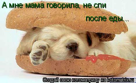 А мне мама говорила, не спи после еды...... Котоматрица: А мне мама говорила, не спи после еды...
