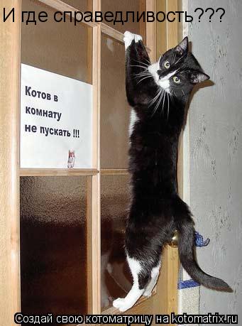 И где справедливость???... Котоматрица: И где справедливость???