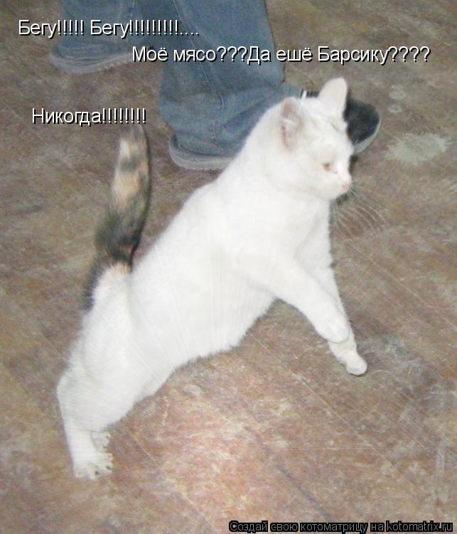 Бегу!!!!! Бегу!!!!!!!!!.... Моё мясо???Да ешё Барсику???? Никогда!!!!!!!!... Котоматрица: Бегу!!!!! Бегу!!!!!!!!!.... Моё мясо???Да ешё Барсику???? Никогда!!!!!!!!