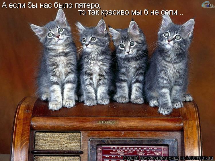 А если бы нас было пятеро, то так красиво мы б не сели...... Котоматрица: А если бы нас было пятеро, то так красиво мы б не сели...