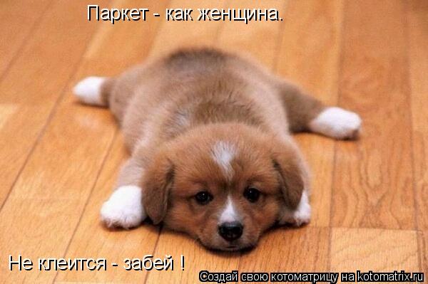 Паркет - как женщина. Не клеится - забей !... Котоматрица: Паркет - как женщина. Не клеится - забей !