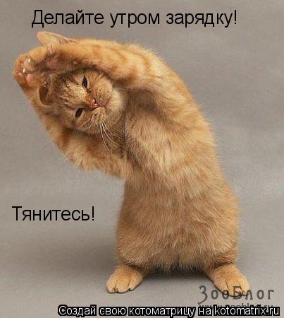 Делайте утром зарядку! Тянитесь!... Котоматрица: Делайте утром зарядку! Тянитесь!