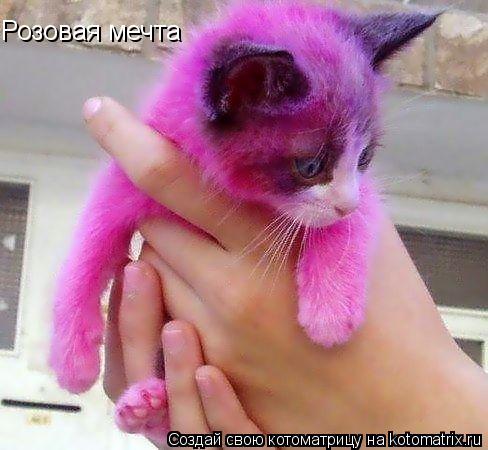 Розовая мечта... Котоматрица: Розовая мечта