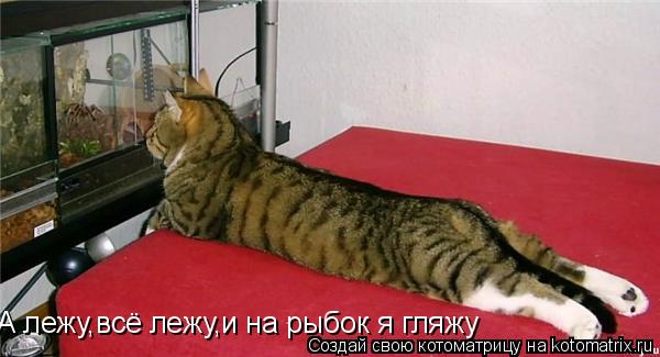 А лежу,всё лежу,и на рыбок я гляжу... Котоматрица: А лежу,всё лежу,и на рыбок я гляжу