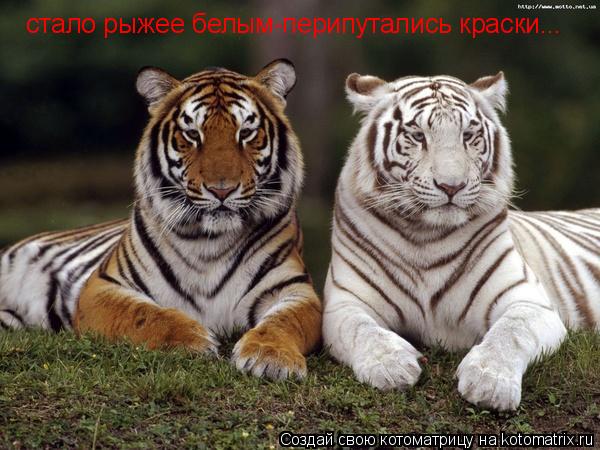 стало рыжее белым-перипутались краски...... Котоматрица: стало рыжее белым-перипутались краски...