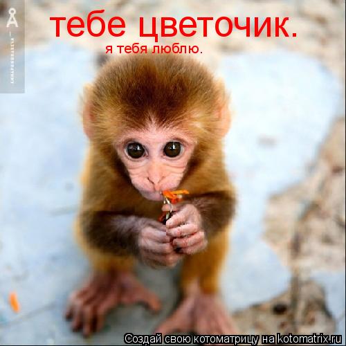 тебе цветочик. я тебя люблю.... Котоматрица: тебе цветочик. я тебя люблю.