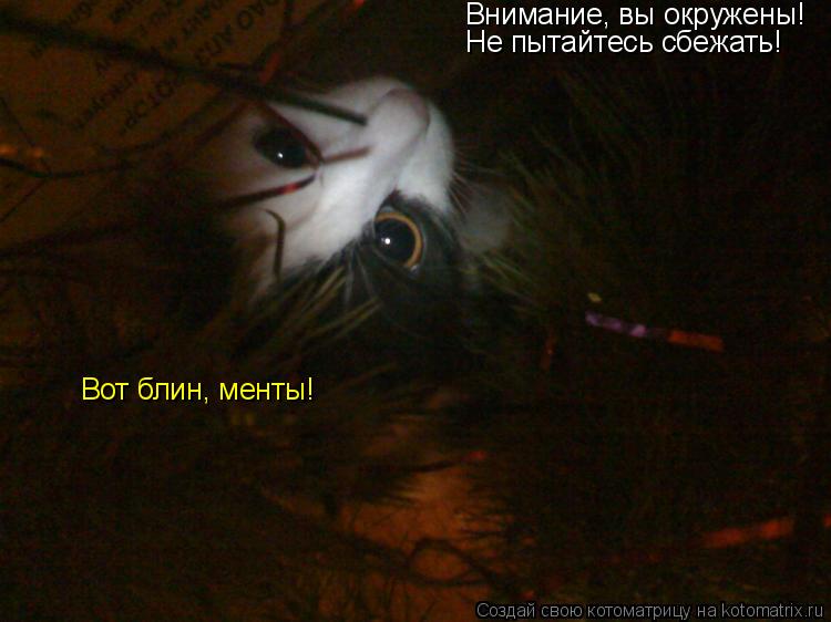 Внимание, вы окружены! Не пытайтесь сбежать! Вот блин, менты!... Котоматрица: Внимание, вы окружены! Не пытайтесь сбежать! Вот блин, менты!