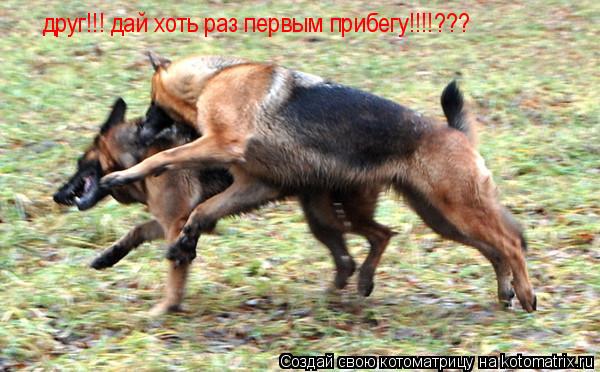 друг!!! дай хоть раз первым прибегу!!!!???... Котоматрица: друг!!! дай хоть раз первым прибегу!!!!???