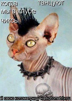 когда мы в клубе чиксы танцуют... Котоматрица: когда мы в клубе чиксы танцуют