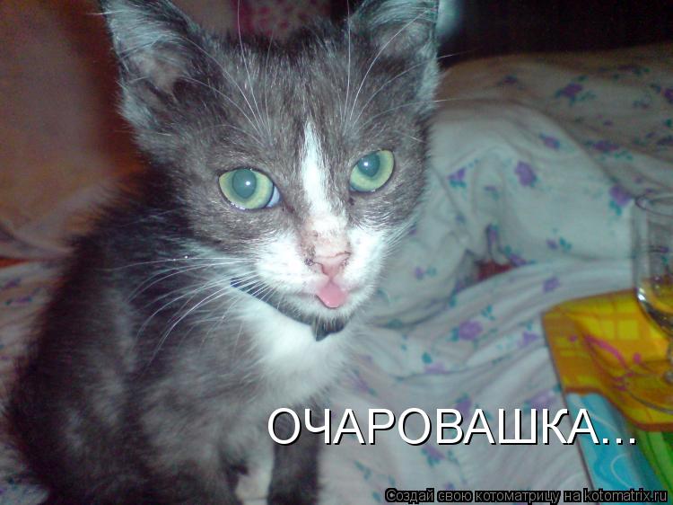 ОЧАРОВАШКА...... Котоматрица: ОЧАРОВАШКА...